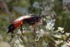 Ichneumon sp.